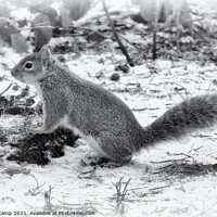 Buy canvas prints of The Very Grey Squirrel by Trevor Camp