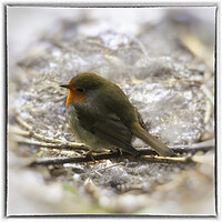 Buy canvas prints of Robin Red Breast - 04 by Trevor Camp