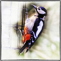 Buy canvas prints of Great Spotted Woodpecker - 03 by Trevor Camp