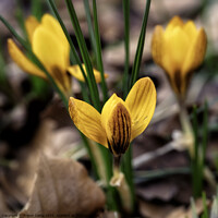 Buy canvas prints of Yellow Crocus - 01 by Trevor Camp
