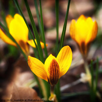 Buy canvas prints of Yellow Crocus - 02 by Trevor Camp