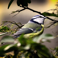Buy canvas prints of A Bird in the Bush by Trevor Camp