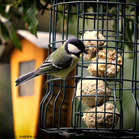 Buy canvas prints of Great Tit - 02 by Trevor Camp
