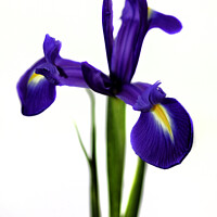 Buy canvas prints of The Purple Iris by Trevor Camp