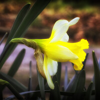 Buy canvas prints of The Spring Daffodil by Trevor Camp