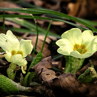 Buy canvas prints of Yellow Primrose by Trevor Camp