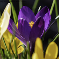 Buy canvas prints of Mixed Croci by Trevor Camp