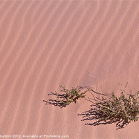 Buy canvas prints of A lonely bush in the sand by stefano baldini