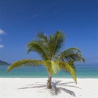Buy canvas prints of Palm tree on  beach by stefano baldini