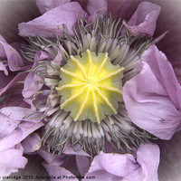 Buy canvas prints of purple poppy close up by stephen clarridge