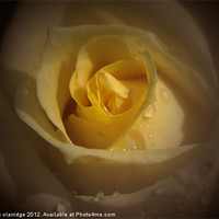 Buy canvas prints of yellow rose close up by stephen clarridge