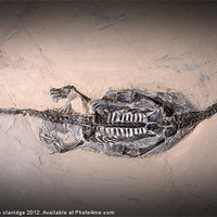 Buy canvas prints of Keichousaurus fossil by stephen clarridge