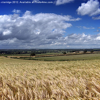 Buy canvas prints of cornfields and blue sky by stephen clarridge