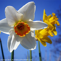 Buy canvas prints of The daffodils of summer by stephen clarridge