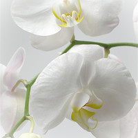 Buy canvas prints of White Orchids by stephen clarridge