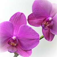 Buy canvas prints of Purple Orchids by stephen clarridge