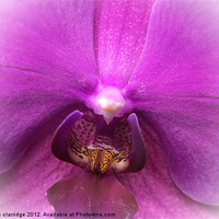 Buy canvas prints of Purple orchid close up by stephen clarridge