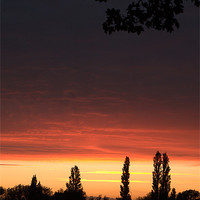 Buy canvas prints of Sunset with trees by stephen clarridge