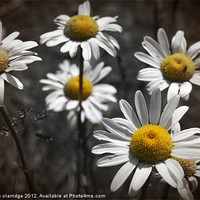 Buy canvas prints of oxeye daisy's by stephen clarridge