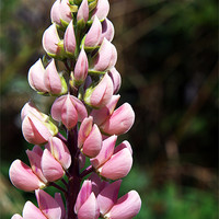 Buy canvas prints of Pink lupin by stephen clarridge
