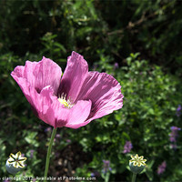 Buy canvas prints of The purple poppy by stephen clarridge