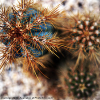 Buy canvas prints of Cactus Abstract by stephen clarridge