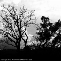 Buy canvas prints of Black and white tree silhouette by stephen clarridge