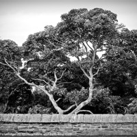 Buy canvas prints of Trees behind the wall by stephen clarridge