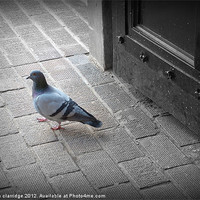 Buy canvas prints of The pigeon by stephen clarridge