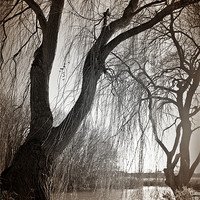 Buy canvas prints of Weeping willow 1 by stephen clarridge
