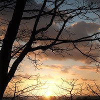 Buy canvas prints of Sunset through the trees 1 by stephen clarridge