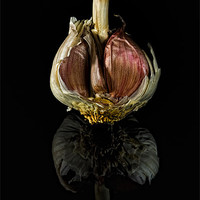 Buy canvas prints of Half Garlic Bulb on Black by Steven Clements LNPS