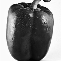 Buy canvas prints of Wet Red Pepper in Mono by Steven Clements LNPS