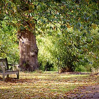 Buy canvas prints of A place to relax by Catherine Joll