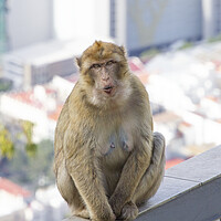 Buy canvas prints of Barbary Macaque in Gibraltar by Catherine Joll