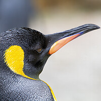 Buy canvas prints of Penguin by Catherine Joll