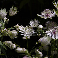 Buy canvas prints of Astrantias by Catherine Joll