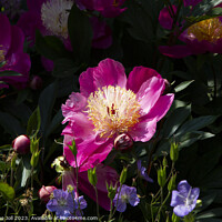 Buy canvas prints of Chinese Peony by Catherine Joll