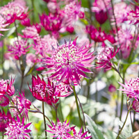 Buy canvas prints of Pink astrantia by Catherine Joll