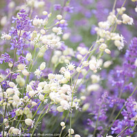 Buy canvas prints of Bladder Campion and Lavender by Catherine Joll