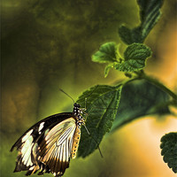 Buy canvas prints of Butterfly on a leaf by Catherine Joll