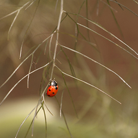 Buy canvas prints of Ladybird by Catherine Joll