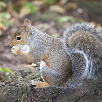 Buy canvas prints of  Grey Squirrel by Catherine Joll