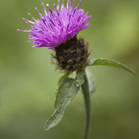 Buy canvas prints of  Thistle by Catherine Joll