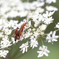 Buy canvas prints of Soldier Beetles by Catherine Joll