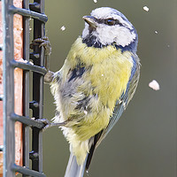 Buy canvas prints of Blue Tit by Catherine Joll
