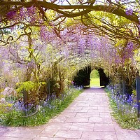 Buy canvas prints of Wisteria Arch by Catherine Joll