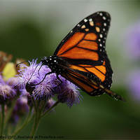 Buy canvas prints of Orange and black butterfly by Kelly Astley