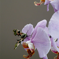 Buy canvas prints of Moth on orchid by Kelly Astley