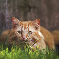 Buy canvas prints of Ginger cat hiding in grass by Kelly Astley